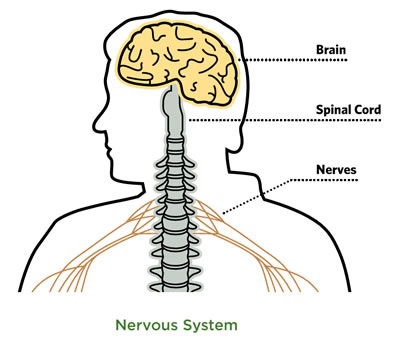 Graphic showing simplified diagram of human nervous system highlighting the brain, spinal cord, and nerves.