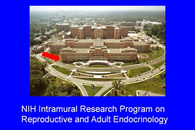 NIH Intramural Research Program on Reproductive and Adult Endocrinology